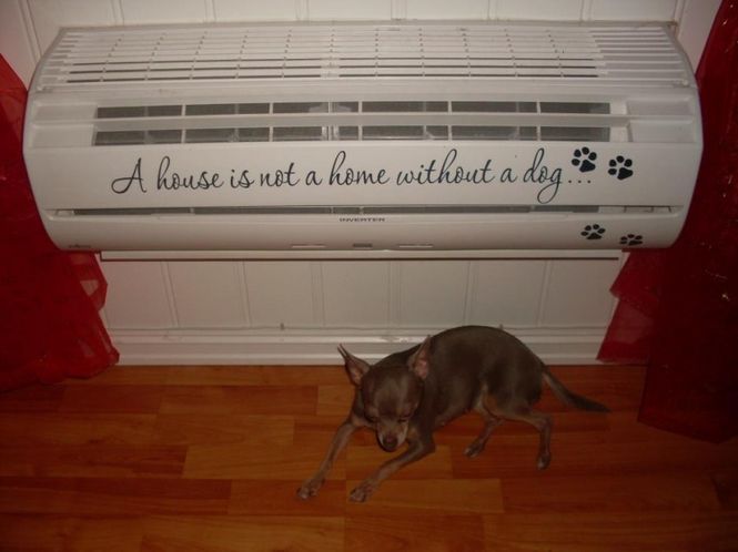 Hovedbilde A house is not a home dog